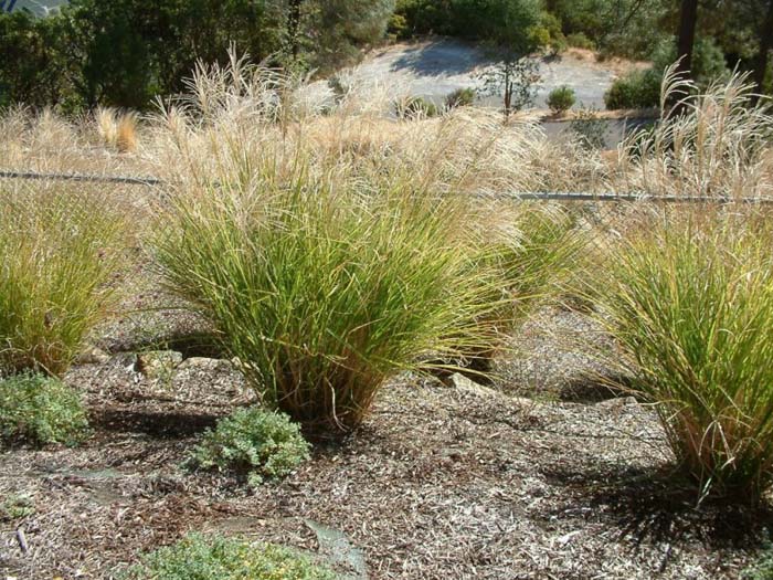 Plant photo of: Miscanthus sinensis 'Gracillimus'