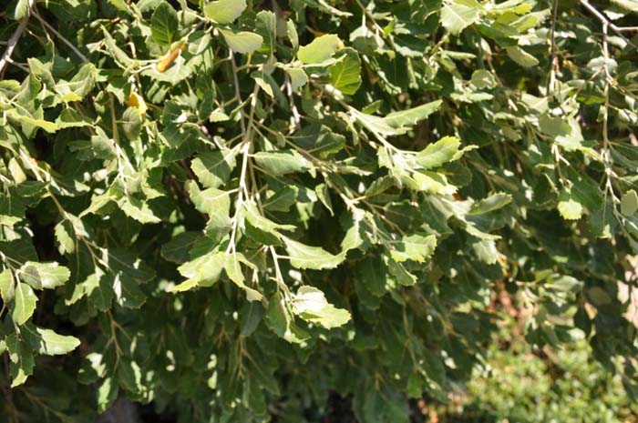 Plant photo of: Quercus suber