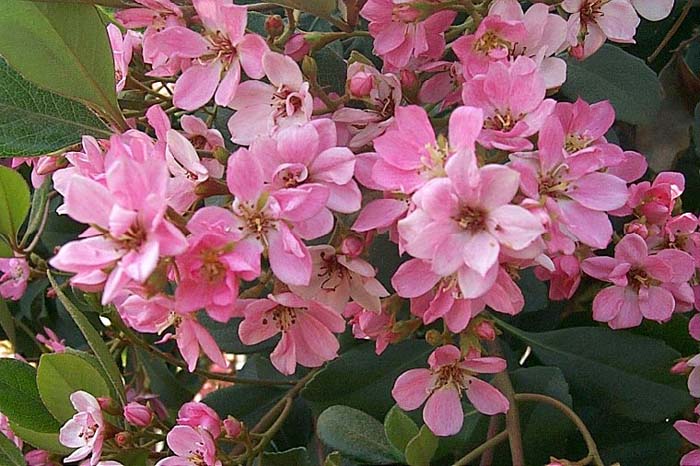 Pink Lady Rhaph or Indian Hawthorn