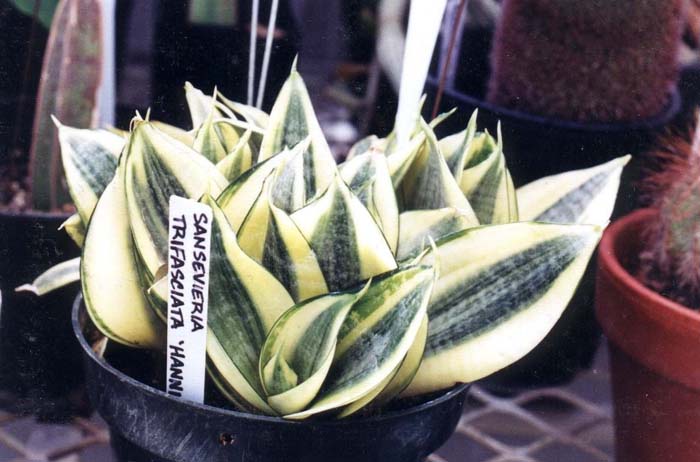 Sansevieria trifasciata
