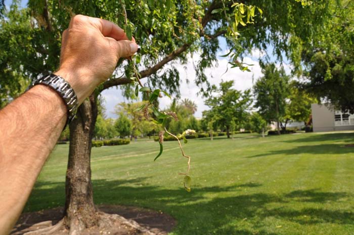 Plant photo of: Salix babylonica