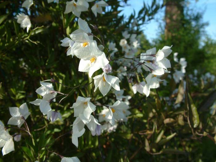 Solanum jasminoides