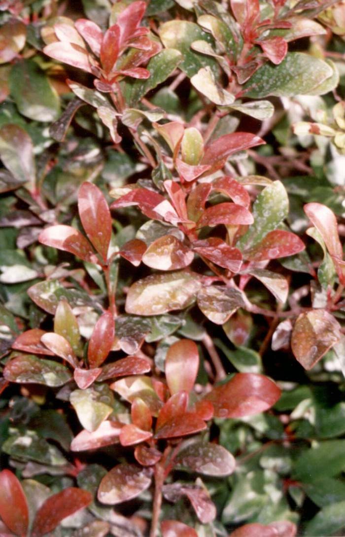 Ternstroemia gymnanthera