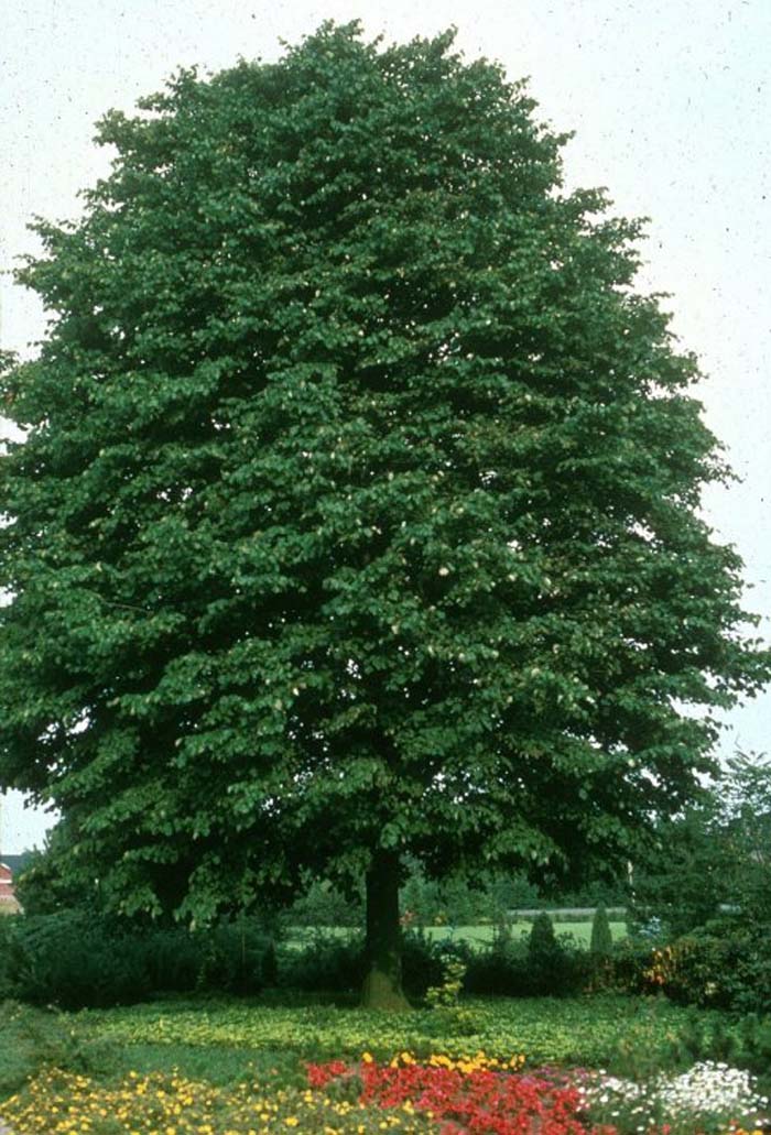 Plant photo of: Tilia cordata