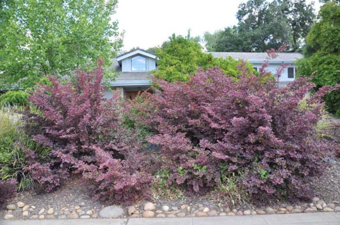 Berberis thunbergii 'Atropurpurea'