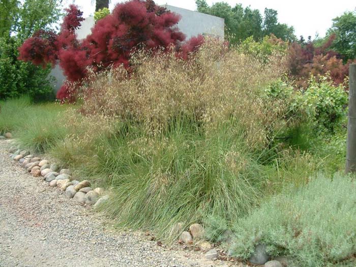 Plant photo of: Stipa gigantea