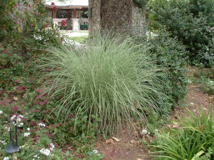 Miscanthus sinensis 'Morning Light'