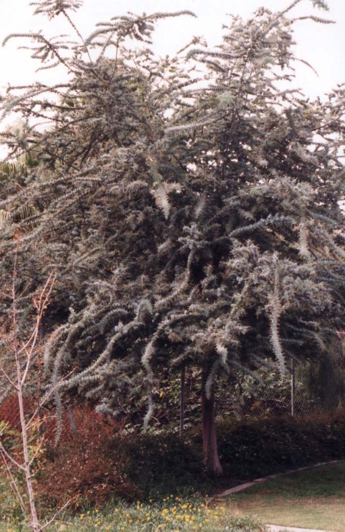 Purple-Leaf Acacia