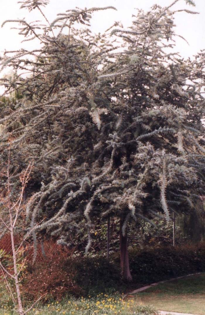 Acacia baileyana 'Purpurea'