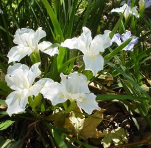 Shade Plants