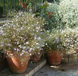 Plants for Containers
