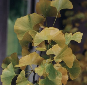 Autumn Color