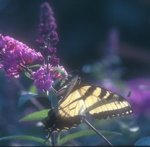 Attracts Butterflies