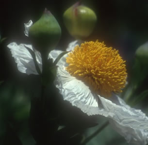 Cal Native Plants