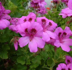 Cut Flowers