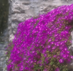 Erosion Control Plants