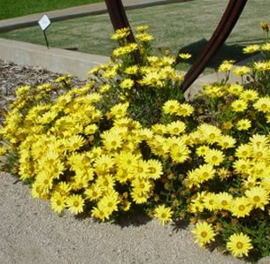 Fast Growing Plants