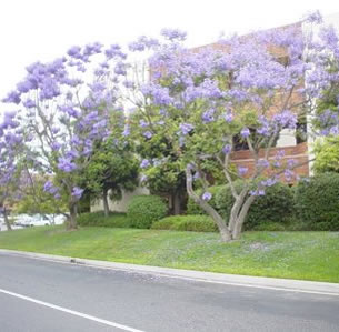 Flowering Trees