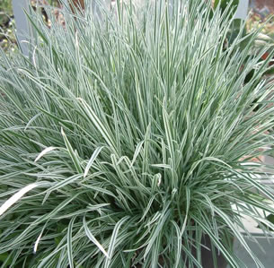 Unusual Foliage