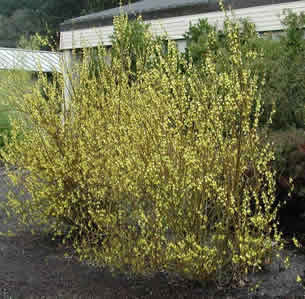 Frost Tolerant