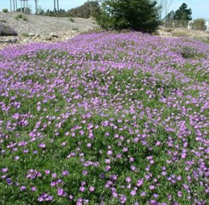 Ground covers