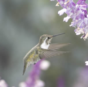 Attracts Hummingbirds