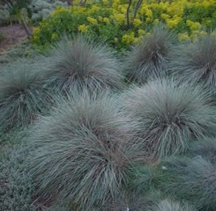 Ornamental Grasses