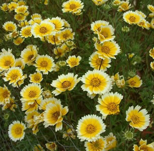 Low Water Perennials