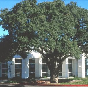Under Oaks