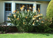 Bird of Paradise