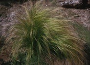 Mexican Feather Grass