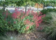 Jupiter's Beard, Red Valerian