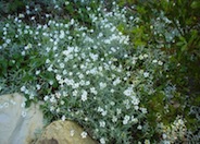 Snow-In-Summer