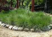 Alkali Dropseed