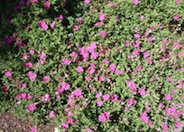 Sunset Rockrose
