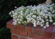 Sweet Alyssum