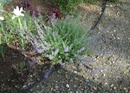 Catmint