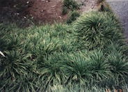 Mondo Grass