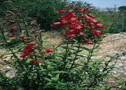 Firebird Border Penstemon (red)