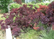 Royal Purple Smoke Tree