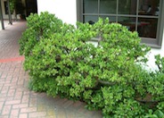 Jade Plant