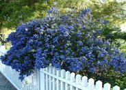 Concha Ceanothus, California Lilac