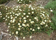 Sageleaf Rockrose
