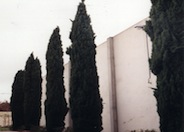 Columnar Italian Cypress