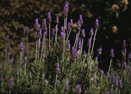 French or Toothed Lavender