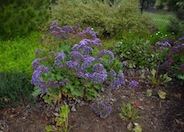 Sea Lavender