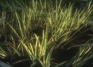 Striped Calamus or Sweet Flag