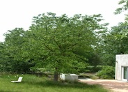 Valley Oak, Calif. White Oak, Roble