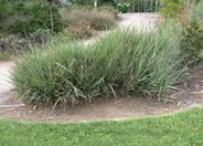 Canyon Prince Island Wild Rye