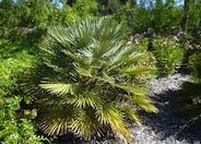 Mediterranean Fan Palm